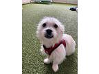 Angel, Terrier (unknown Type, Small) For Adoption In Marina Del Rey, California