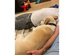 Chase, Labrador Retriever For Adoption In Waxhaw, North Carolina