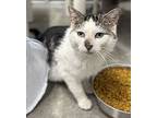 Gunnar, Domestic Shorthair For Adoption In Faribault, Minnesota