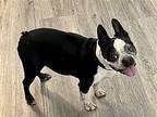 Cyrus, Boston Terrier For Adoption In Plano, Texas