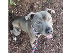 Miracle, American Pit Bull Terrier For Adoption In Knoxville, Tennessee