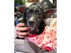 Dalia, Terrier (unknown Type, Medium) For Adoption In Corona, California