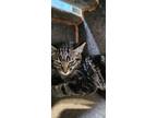 Birch, American Shorthair For Adoption In Hamilton, Montana