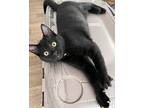 Ham, American Shorthair For Adoption In Lakeland, Florida