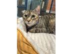 Arya, Domestic Shorthair For Adoption In Mooresville, North Carolina