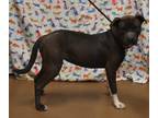 Darla, American Pit Bull Terrier For Adoption In Gainesville, Georgia