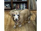 Oscar16 (bonded With Duchess3), Dachshund For Adoption In Brookfield