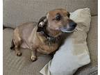 Duchess3 (bonded With Oscar16), Dachshund For Adoption In Brookfield