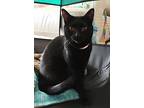 River, Domestic Shorthair For Adoption In Springfield, Pennsylvania