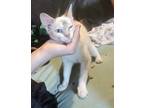 Blue, Siamese For Adoption In Blind Bay, British Columbia