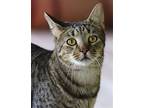 Phlox, Domestic Shorthair For Adoption In Fort Myers, Florida