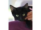 Tammy, Domestic Shorthair For Adoption In Fort Myers, Florida