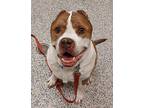 Taco, American Pit Bull Terrier For Adoption In Golden, Colorado