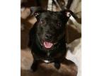 Kira, Labrador Retriever For Adoption In Blind Bay, British Columbia