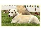 Abbie, Labrador Retriever For Adoption In Gilbertsville, Pennsylvania