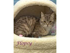 Flopsy (c24-079), Domestic Shorthair For Adoption In Lebanon, Tennessee
