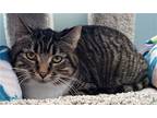 Jenski, Domestic Shorthair For Adoption In Forest Lake, Minnesota