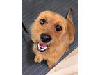 Ziggy Mc Scruff, Terrier (unknown Type, Medium) For Adoption In Marysville