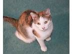 Ivy, Calico For Adoption In Victoria, Minnesota
