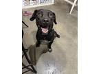 Chiko, Labrador Retriever For Adoption In Washburn, Missouri