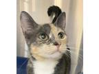 Haley Heartz, Domestic Shorthair For Adoption In Edmonton, Alberta