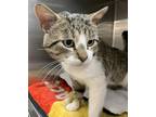 Gerald Dayz, Domestic Shorthair For Adoption In Edmonton, Alberta