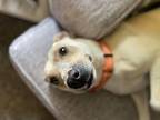 Nalah, Terrier (unknown Type, Medium) For Adoption In Irwin, Pennsylvania