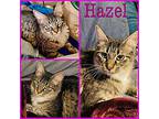 Hazel, Domestic Longhair For Adoption In Downey, California