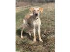 Jasmine, Labrador Retriever For Adoption In Elkhorn, Wisconsin