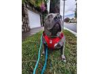 Bella, American Staffordshire Terrier For Adoption In Downey, California