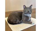 Hunter, Domestic Shorthair For Adoption In Walnut Creek, California