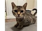 Alley, Domestic Shorthair For Adoption In Los Angeles, California