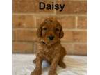 Daisy