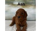 Ash