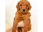 Mutt Puppy for sale in Thomasville, NC, USA