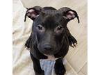 Sundance Kid, Terrier (unknown Type, Medium) For Adoption In Wyandotte, Michigan