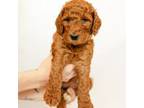 Goldendoodle Puppy for sale in Thomasville, NC, USA