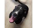 Butch Cassidy, Terrier (unknown Type, Medium) For Adoption In Wyandotte