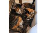 Bailey And Phoebe, Domestic Shorthair For Adoption In Kalamazoo, Michigan