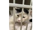 Chipotle (barn Cat), Domestic Shorthair For Adoption In Salina, Kansas
