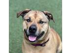 Zeus, American Pit Bull Terrier For Adoption In Sacramento, California