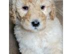 Goldendoodle Puppy for sale in Camilla, GA, USA