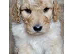 Goldendoodle Puppy for sale in Camilla, GA, USA