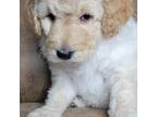 Goldendoodle Puppy for sale in Camilla, GA, USA