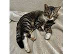 Michelangelo, Domestic Shorthair For Adoption In Bloomingdale, New Jersey