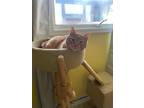 Fozzie, Domestic Shorthair For Adoption In Calgary, Alberta