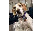 Sky, Labrador Retriever For Adoption In Tulsa, Oklahoma