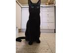 Bagheera, Domestic Shorthair For Adoption In Toronto, Ontario