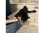 Tundra, Domestic Shorthair For Adoption In Toronto, Ontario