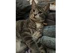 Beans, Domestic Shorthair For Adoption In Ferndale, Michigan